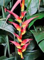 HELICONIA collinsiana. Gwantemala. 3-4m